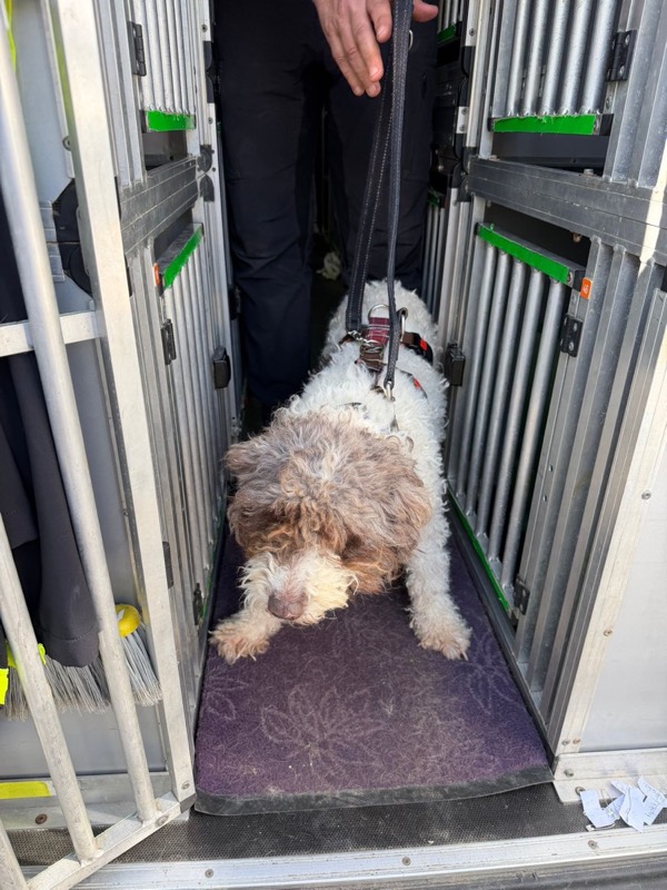 Maya liegt nach der langen Reise müde in der Transportbox