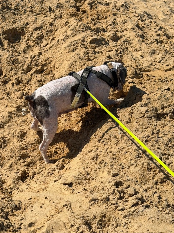 Maya buddelt fröhlich im Sand, an der gelben Leine