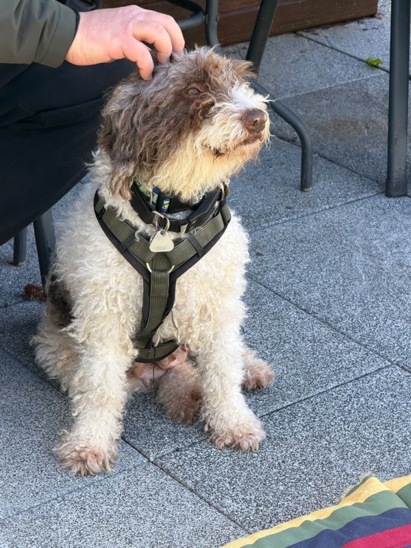 Maya sitzt im Geschirr auf einer Terrasse und wird hinter den Ohren gekrault